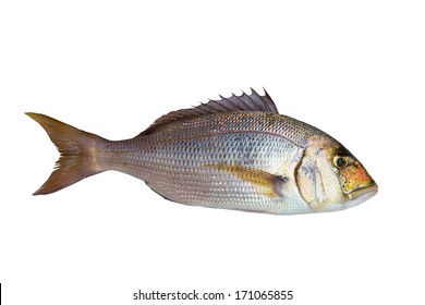 Dentex Dentex Fish Sparidae From Mediterranean Sea Isolated In White