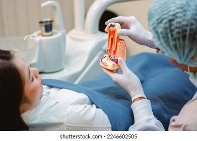 Dentist examining teeth patients in clinic for better dental health and a bright smile.Doctor showing a model of a tooth explaining about a root canal.Dentist tools and equipment.