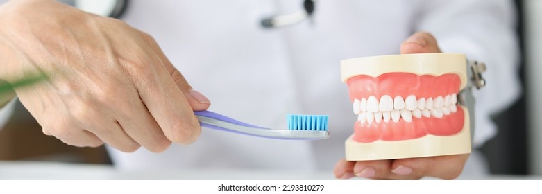 Dentist Is Holding Jaw And Toothbrush. Hygiene And Oral Care Concept