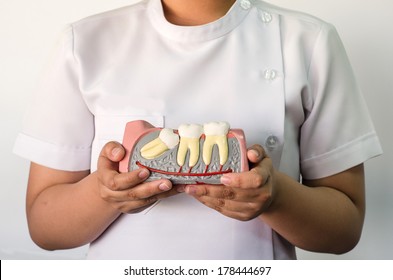 Dentist Holding A Wisdom Teeth Model