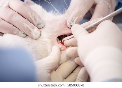 Dentist Vet Treated Teeth, The Animal Is Under Anesthesia In A Veterinary Clinic