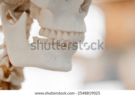 Dentistry Side view of human artificial jaw bone or mandible model