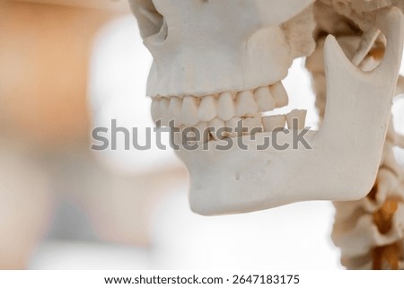 Dentistry Side view of human artificial jaw bone or mandible model