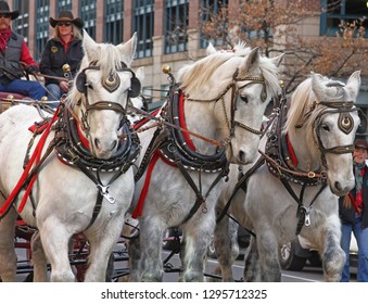 Denver, Colorado - January 10, 2019: Three Beautiful Clydesdale Horses Running During Annual Western Stock Show Parade