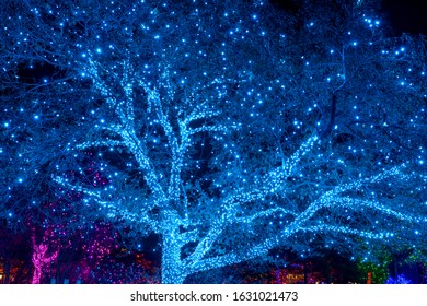 Denver, Colorado, USA - December 9, 2019: A Wide-angle Night View Of A Giant Tree Lit With Countless Sparkling Bright LED Lights At Denver Botanic Gardens During Its Holiday Blossoms Of Light Event.