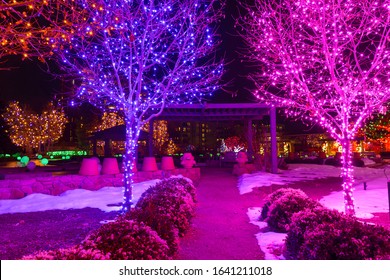 Denver, Colorado, USA - December 9, 2019: A Night View Of Colorful Holiday Lights Bright Up Winter Trees And Shrubs At Denver Botanic Gardens During The Blossoms Of Light Event.