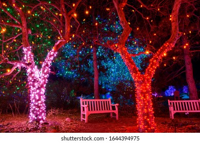 Denver, Colorado, USA - December 9, 2019: A Night View Of A Resting Area In A Grove Of Trees Lit By Colorful Lights At Denver Botanic Gardens During Its Holiday Blossoms Of Light Event.