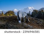 Deoriatal Near Sari Village chopta Uttarakhand 