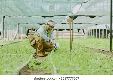 Depicting an elderly gardener working in greenhouse, pruning plants with focus. Greenhouse structure and gardening tools visible in background. Man dedicatedly tending plants - Powered by Shutterstock