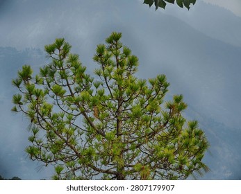 depicts a Chir pine based on its characteristic needle structure and branching pattern