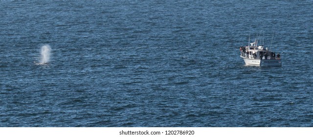 Depoe Bay, Oregon - 10/4/2018:  A Gray Whale Spouting And A Whale Watching Boat Loaded With Whale Watchers In The Pacific Ocean Just Off Depoe Bay Oregon.