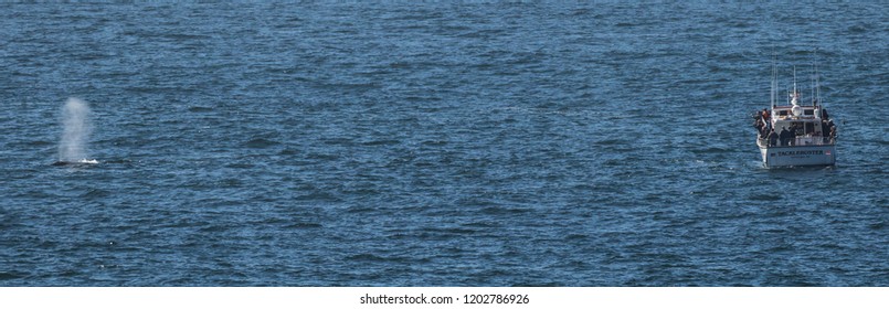 Depoe Bay, Oregon - 10/4/2018:  A Gray Whale Spouting And A Whale Watching Boat Loaded With Whale Watchers In The Pacific Ocean Just Off Depoe Bay Oregon.