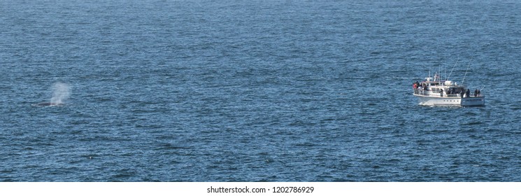 Depoe Bay, Oregon - 10/4/2018:  A Gray Whale Spouting And A Whale Watching Boat Loaded With Whale Watchers In The Pacific Ocean Just Off Depoe Bay Oregon.