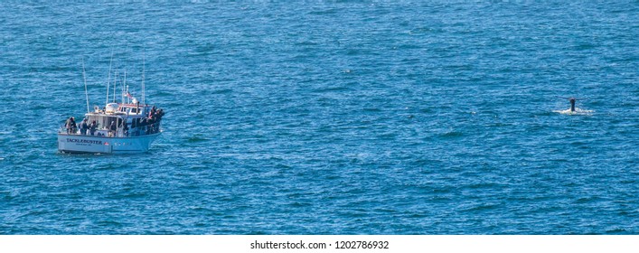 Depoe Bay, Oregon - 10/4/2018:  A Gray Whale Fluking And A Whale Watching Boat Loaded With Whale Watchers In The Pacific Ocean Just Off Depoe Bay Oregon.