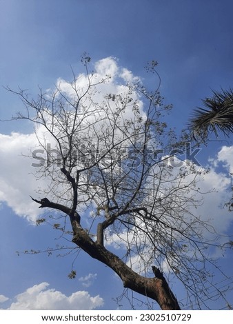 Depp blue sky with skeleton tree 