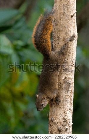 Deppe squirrel searching for food near San Gerardo del Dota in costa rica