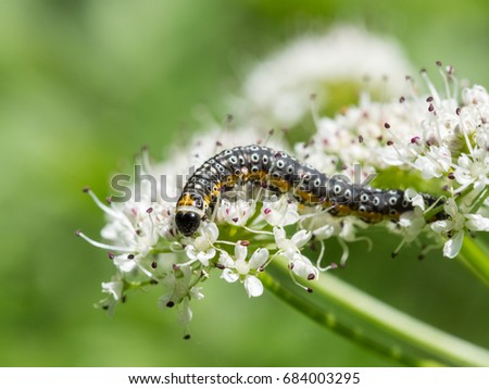 Depressaria daucella moth caterpillar larvae larva feeding on water dropwort
