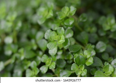 Depressed Clearweed Leaves - Latin Name - Pilea Depressa