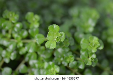 Depressed Clearweed Leaves - Latin Name - Pilea Depressa