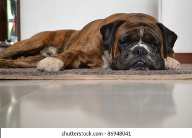 Depressed Dog On A Carpet