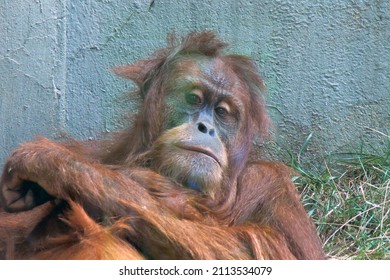 Depressed Primate Portrait: Orangutan By The Wall