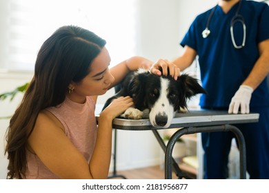 Depressed Young Woman Feeling Sad And Saying Goodbye To Her Sick Old Dog At The Animal Clinic 