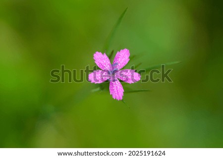 Similar – Im Busch Blume Blüte Natur