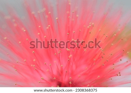 depth of Calliandra haematocephala flower