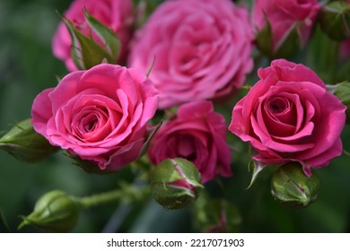 Depth Of Field Pink Roses