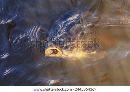 From the depths of the river, a carp's head appeared on the surface of the water.