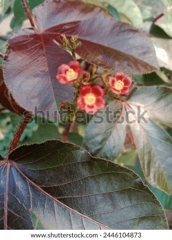 Derabish,04 Apr 2024 : Jatropha Gossypiipholia Bellyache Bush Black in garden 