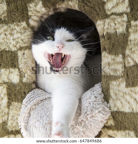 Deranged Cat reaches from a cat tree.