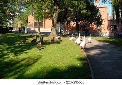 Derby, UK 09 24 2022 Geese In A Park