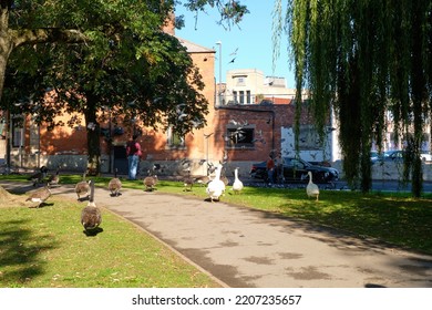 Derby, UK 09 24 2022 Geese In A Park