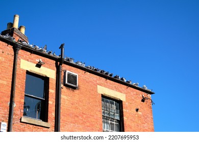 Derby, UK 09 24 2022 Flock Of Birds On A Roof