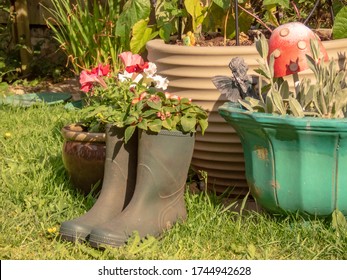 Derby United Kingdom May 30, 2020: Flowers Growing From Wellington Boots In Garden