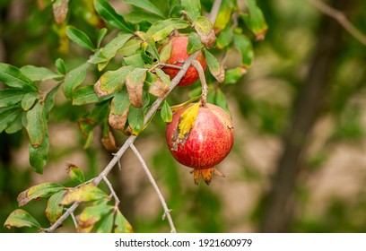 Derik's famous pomegranate tree and fruit
