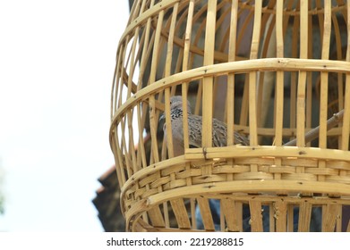 Derkuku Or Spilopelia Chinensis In A Bamboo Cage, A Type Of Small Dove That Has A Beak, A Rather Long Tail, Warm Blooded, And Reproduces By Laying Eggs.