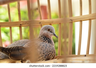 Derkuku Or Spilopelia Chinensis In A Bamboo Cage, A Type Of Small Dove That Has A Beak, A Rather Long Tail, Warm Blooded, And Reproduces By Laying Eggs.