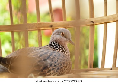 Derkuku Or Spilopelia Chinensis In A Bamboo Cage, A Type Of Small Dove That Has A Beak, A Rather Long Tail, Warm Blooded, And Reproduces By Laying Eggs.