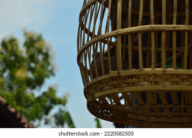 Derkuku Or Spilopelia Chinensis In A Bamboo Cage, A Type Of Small Dove That Has A Beak, A Rather Long Tail, Warm Blooded, And Reproduces By Laying Eggs.