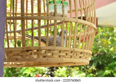 Derkuku Or Spilopelia Chinensis In A Bamboo Cage, A Type Of Small Dove That Has A Beak, A Rather Long Tail, Warm Blooded, And Reproduces By Laying Eggs.