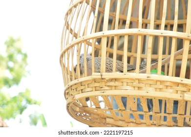 Derkuku Or Spilopelia Chinensis In A Bamboo Cage, A Type Of Small Dove That Has A Beak, A Rather Long Tail, Warm Blooded, And Reproduces By Laying Eggs.