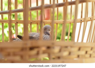 Derkuku Or Spilopelia Chinensis In A Bamboo Cage, A Type Of Small Dove That Has A Beak, A Rather Long Tail, Warm Blooded, And Reproduces By Laying Eggs.