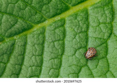 Dermacentor Reticulatus On Green Leaf. Ornate Cow Tick, Ornate Dog Tick, Meadow Tick, And Marsh Tick. Family Ixodidae. Ticks Are Carriers Of Dangerous Diseases.