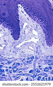 Dermal papilla located between two epidermal rete ridges (top) showing a loose connective tissue with blood vessels. On the bottom, can be seen the reticular dermis with fascicles of collagen fibers. 
