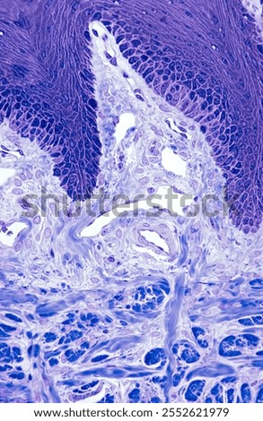 Dermal papilla located between two epidermal rete ridges (top) showing a loose connective tissue with blood vessels. On the bottom, can be seen the reticular dermis with fascicles of collagen fibers. 