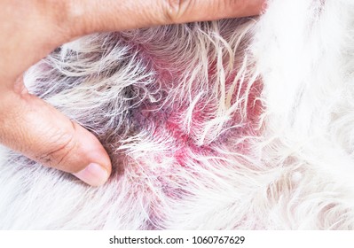 what does heat rash on dogs look like