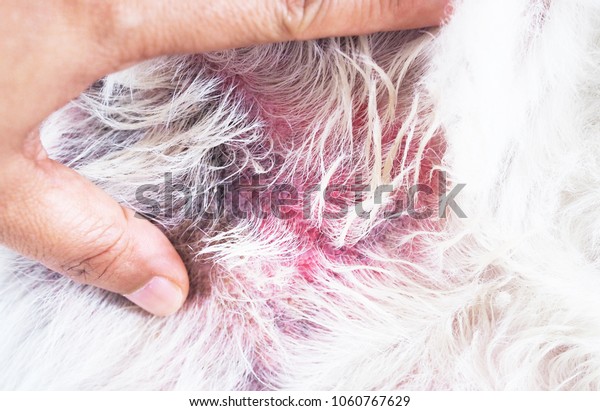 Dermatitis is a rash disease found in dogs.