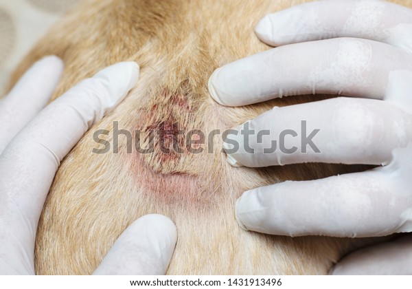 Dermatological Problems Skin Soyak Open Wound Stock Photo 1431913496 ...